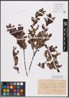 Foto von Salix aurita L. x Salix myrtilloides L.